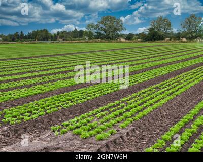 Culture commerciale de la laitue dans les champs de culture arable du Lancashire, Angleterre, Royaume-Uni. La laitue est cultivée en rangées longues et droites à travers le champ. Banque D'Images