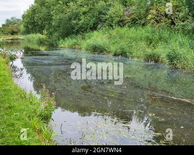 Pollution de surface sur le canal Leeds Liverpool à Lancashire, Angleterre, Royaume-Uni Banque D'Images