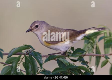 American Redstart - Setophaga ruticilla Banque D'Images