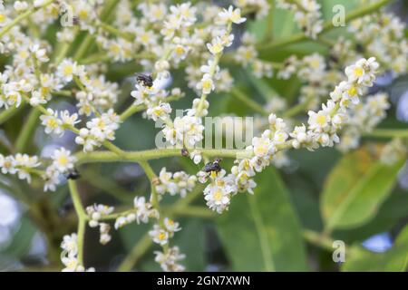 Petite abeille sans piquant sur l'arbre de Currajong brun Banque D'Images