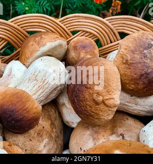 Champignons. Panier complet avec gros plan de champignons. Coup de pied de champignons Banque D'Images