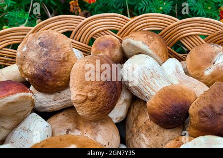 Champignons. Panier complet avec gros plan de champignons. Coup de pied de champignons Banque D'Images