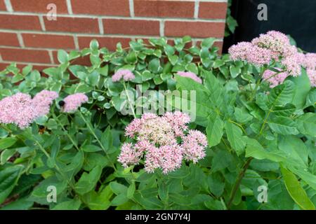 Hylotelephium Telephium fleurs fleurir dans un jardin à la fin de l'été Banque D'Images