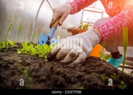 le jardinier plante de jeunes plantes dans la serre. pas de visage, gros plan Banque D'Images