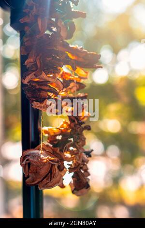Champignons séchés suspendus sur un trépied photographique à la lumière chaude du soleil de l'après-midi Banque D'Images
