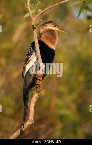 - Anhinga Anhinga anhinga Banque D'Images