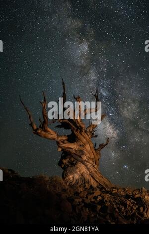 Milky Way avec arbre ancien de la forêt de pins de Bristlecone en Californie Banque D'Images