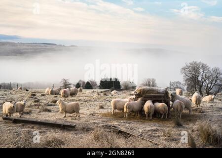 Moutons en hiver, parc national de Northumberland, Royaume-Uni, Banque D'Images