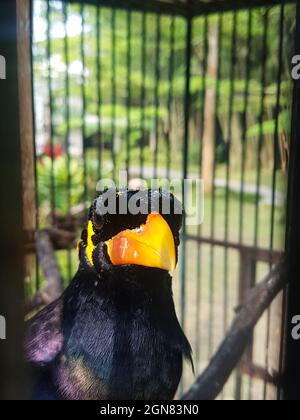 Fermeture sélective d'un oiseau parlant de Myna dans une cage dans un zoo Banque D'Images