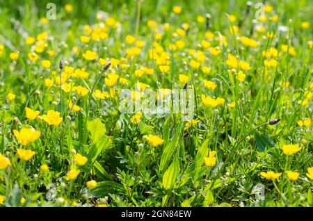 fleurs de printemps jaunes sur la prairie de printemps Banque D'Images