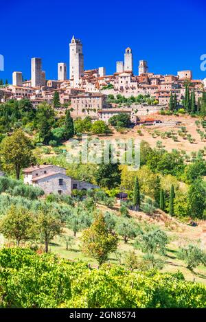 San Gimignano, Italie. Horizon de la ville médiévale et célèbres tours ensoleillées. Oliviers italiens en premier plan. Toscane un des endroits célèbres de l'Europe Banque D'Images