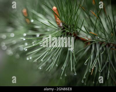 Gros plan des gouttes de pluie sur une branche de pin.Arrière-plan flou.Atmosphère de Moody d'un jour pluvieux. Banque D'Images