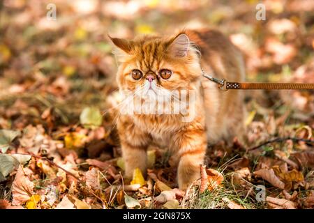 Chat persan rouge avec une laisse marchant dans la cour. Banque D'Images