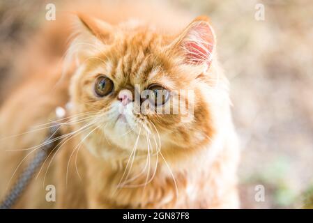 Portrait de chat persan rouge drôle avec une laisse marchant dans la cour. Banque D'Images