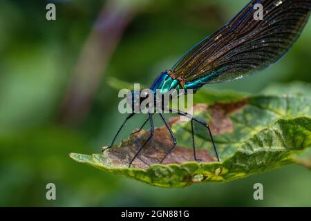 Tête détaillée sur l'image d'une demoiselle masculine Agrion Damselfly (Calopteryx virgo) également connue sous le nom de belle Agrion, au repos lors d'une chaude journée de printemps. Banque D'Images