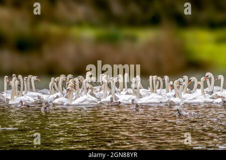 Un grand nombre de Cygnes muets se sont rassemblés sur un lac au Royaume-Uni en automne Banque D'Images