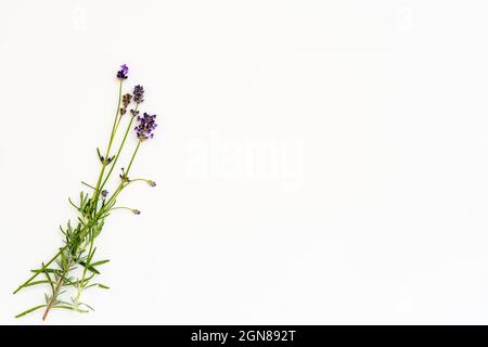 coupez les fleurs de lavande et les tiges posy, pour le brûleur d'huile d'aromathérapie sur un fond blanc Banque D'Images