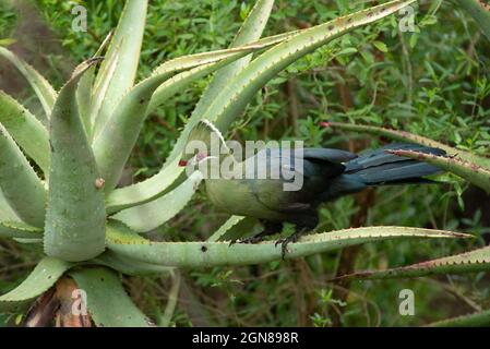 Knysna Turaco (Tauraco corythaix) mangeant des escargots, Grahamstown/Makhanda, province du Cap-est, Afrique du Sud, 14 janvier 2021. Banque D'Images