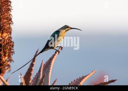 Oiseau de soleil malachite (Nectarina famosa), homme, près de Grahamstown/Makhanda, Cap oriental, Afrique du Sud, 20 juin 2021. Banque D'Images