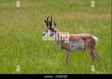 Pronghorn Buck, route de la réserve d'animaux du parc national Custer, Black Hills, Dakota du Sud. Banque D'Images