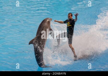 Puerto de la Cruz, Tenerife, Espagne - 29 mai 2011 : nage avec les dauphins sur sa queue sous l'instruction d'un entraîneur au spectacle de dauphins à Loro Parque en T. Banque D'Images