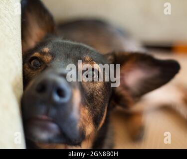 Un chien avec de grandes oreilles repose sa tête tout en regardant l'appareil photo Banque D'Images