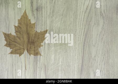 Impression de feuilles de sycomore d'érable translaté sur une planche en bois utilisée comme arrière-plan Banque D'Images