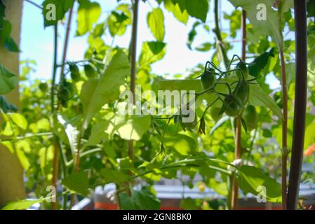 Jeunes tomates cerises non mûres poussant sur un balcon vert plein de plantes et de fleurs Banque D'Images