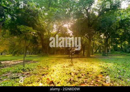 Rayons du soleil passant par les feuilles des arbres et tombant sur l'herbe verte au premier plan, matin à Kolkata, bengale-Occidental, Inde Banque D'Images