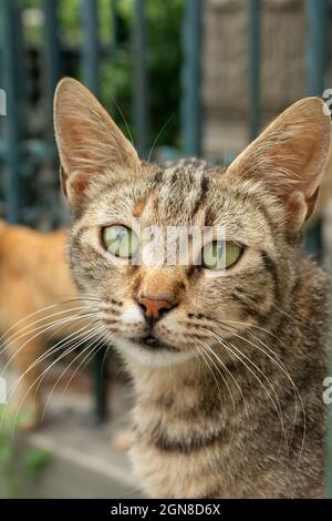 Gros plan d'un chat domestique (Felis catus) regardant l'appareil photo Banque D'Images