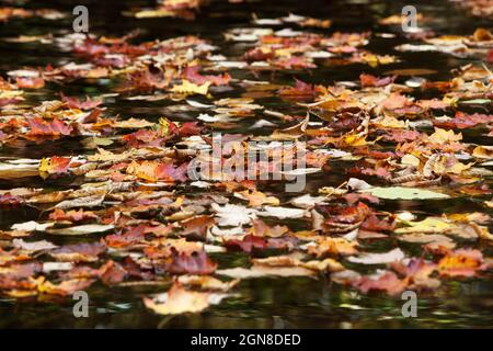 Des feuilles sont tombées en automne dans une petite crique du parc national de Shenandoah, en Virginie, aux États-Unis Banque D'Images