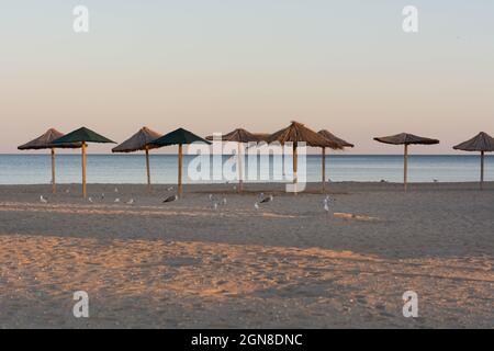 Des mouettes et des albatros marchent le long de la plage en soirée parmi les parasols de plage Banque D'Images