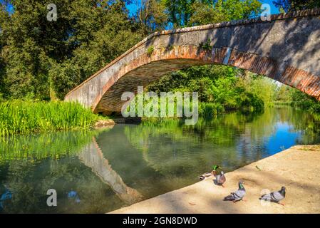 Marina di Pietrasanta pont de l'ancien Prince au-dessus de la rivière Fiumetto dans le parc Versiliana. Belle floraison de l'iris jaune sur la gauche, Versilia, Toscane, il Banque D'Images