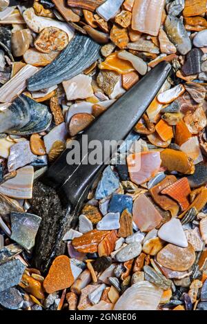 Dent de requin d'Eocène fossile sur la tideline / strandline de plage à marée basse le long de la côte de la mer du Nord à Zwin, Knokke-Heist, Flandre Occidentale, Belgique Banque D'Images