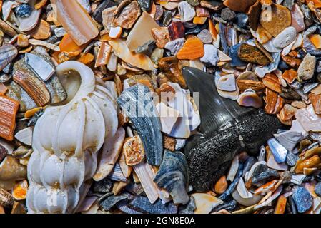 Dent de requin d'Eocène fossile sur la tideline / strandline de plage à marée basse le long de la côte de la mer du Nord à Zwin, Knokke-Heist, Flandre Occidentale, Belgique Banque D'Images