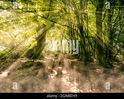 Forêt de Dean au début de l'été, la lumière du soleil jette de la lumière et de l'ombre dans la sous-croissance avec le brouillard qui s'élève du sol Banque D'Images