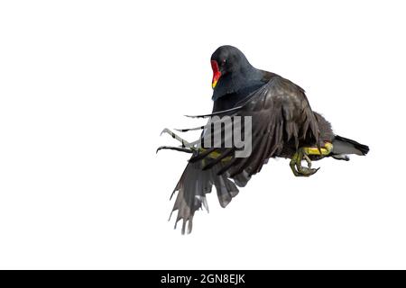 la moorhen eurasienne dans le sujet d'oiseau de vol a été découpée et placée sur un fond blanc Banque D'Images