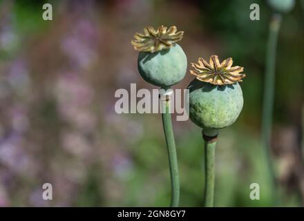 Coquelicot Capsules gros plan sur un arrière-plan flou Banque D'Images