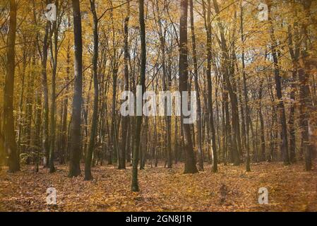 Automne forêt à feuilles caduques. Chute de feuilles jaunes d'arbres. Saisons Banque D'Images