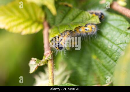 Un portrait d'une chenille de bucephala de phalera assise sur une feuille d'un arbre de noisette. L'insecte est également appelé une pointe de buff et a la fourrure blanche et est jaune Banque D'Images