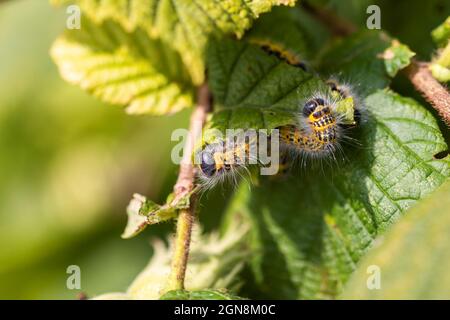 Gros plan d'un groupe de chenilles de la phalère bucephala assis, rampant sur une feuille d'un arbre de noisette. L'insecte est également appelé une pointe de buff et Banque D'Images