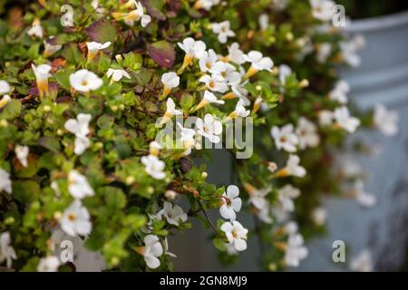 Cordata de bacopa ou de Sutera ornementaux (cordatum de Chaenostoma) en pots. Plante ornementale avec petites fleurs blanches et tiges rampantes Banque D'Images