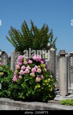 Photo d'un buisson d'Hydrangea et d'un arbre poussant dans un cimetière turc sous le ciel bleu Banque D'Images