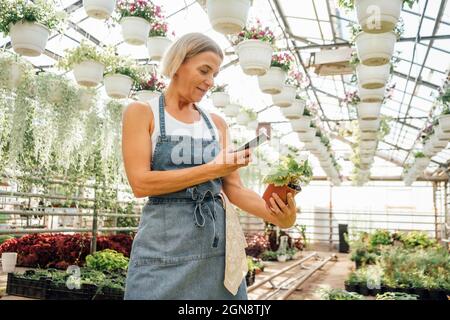 Une travailleuse agricole photographiant une plante en pot à l'aide d'un smartphone en serre Banque D'Images