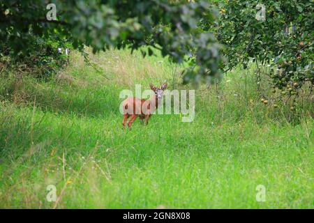 Jeune cerf de Virginie (Capranolus capranolus) debout dans la prairie du printemps Banque D'Images