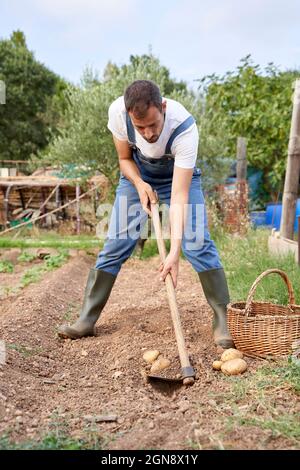 Cultivateur mâle adulte moyen utilisant la houe de jardin tout en creusant le sol dans le champ agricole Banque D'Images