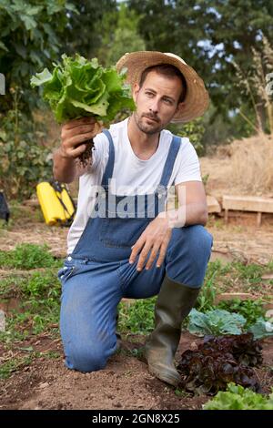 Agriculteur en chapeau analysant de la laitue fraîche au champ agricole Banque D'Images