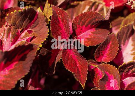 Coleus est une fleur décorative rouge. Arrière-plan de feuilles bordeaux colorées et lumineuses, vue du dessus. Pétales rouges avec stries en gros plan par temps ensoleillé. FLO Banque D'Images