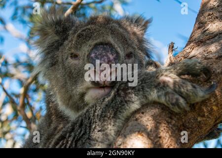 Koala sur l'arbre d'eucalyptus Banque D'Images