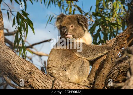 Koala assis sur la branche d'arbre Banque D'Images